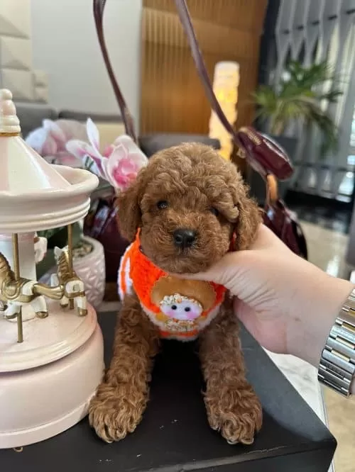 Koyu Kahverengi Orijinal Toy Poodle