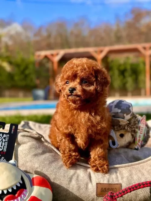 Onlar Gerçek Bir Star Toy Poodle kardeşler