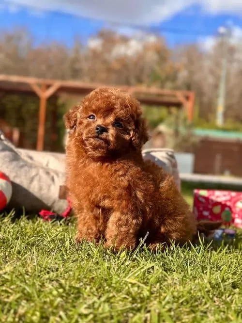 Onlar Gerçek Bir Star Toy Poodle kardeşler