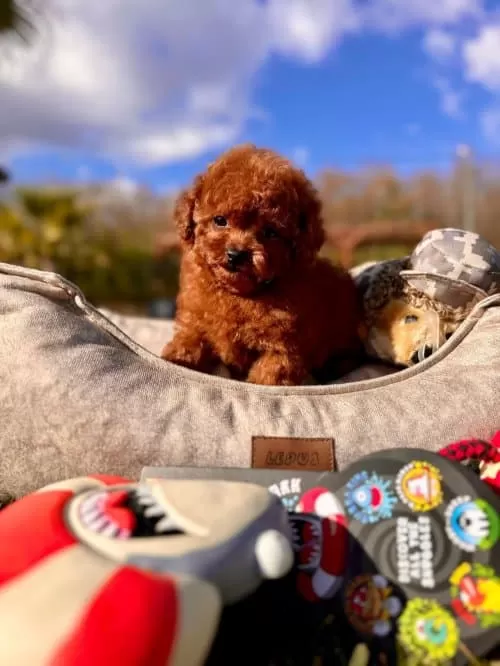 Onlar Gerçek Bir Star Toy Poodle kardeşler