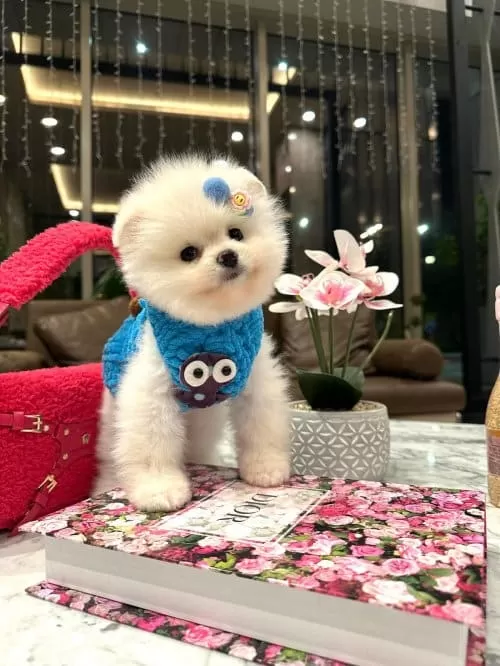 Pomeranian Boo Orjinal Sağlikli