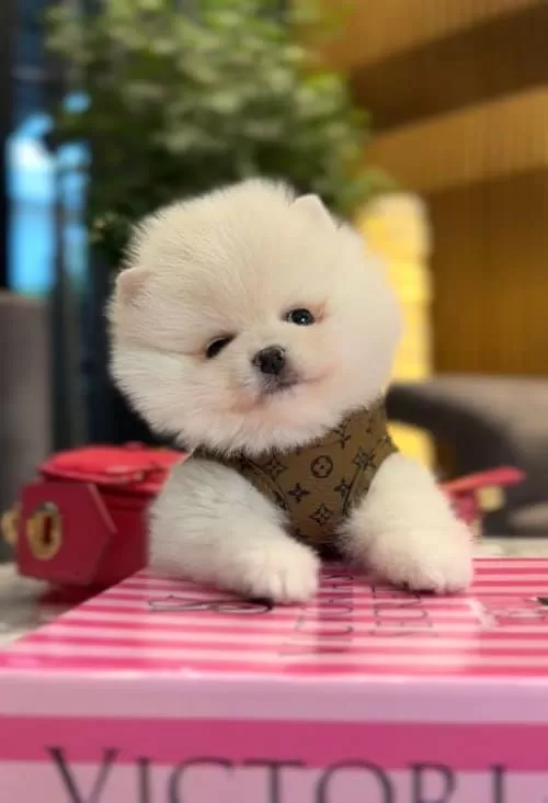 Orjinal Spitz Olmayan Boo Çocuklar