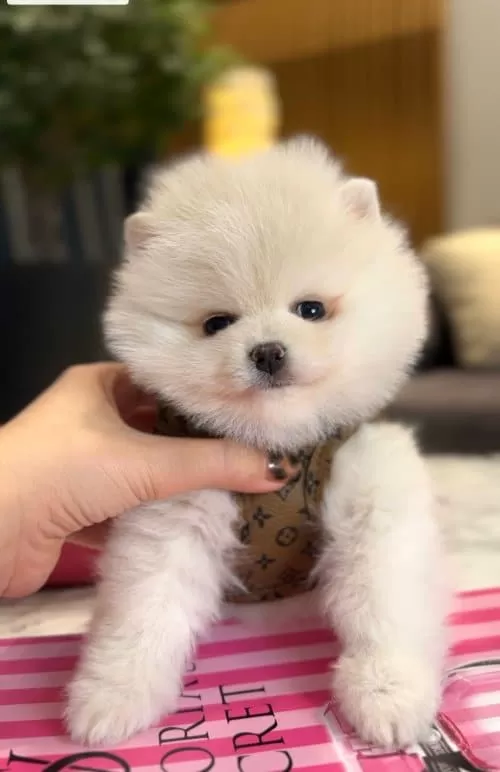 Orjinal Spitz Olmayan Boo Çocuklar