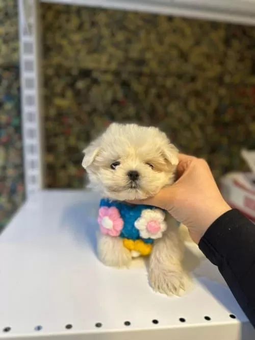 Maltese Terrier 50 Günlük Yavru