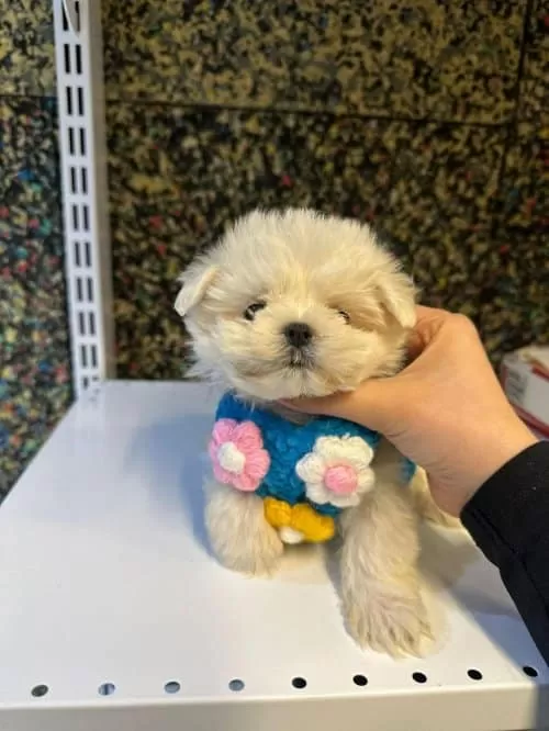 Maltese Terrier 50 Günlük Yavru