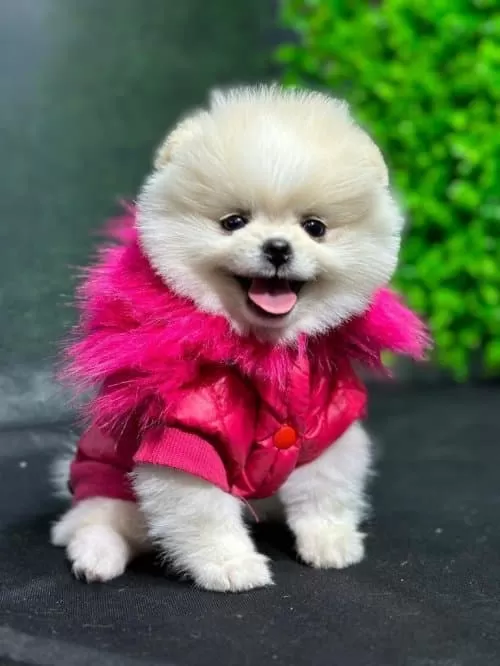 Pomeranian Boo Sağlik Garantili Yavrular