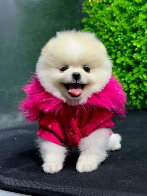 Pomeranian Boo Sağlik Garantili Yavrular