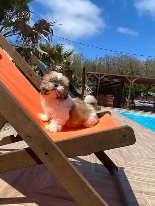 Shihpoo Irkı Köpeğime Acil Yuva Arıyorum