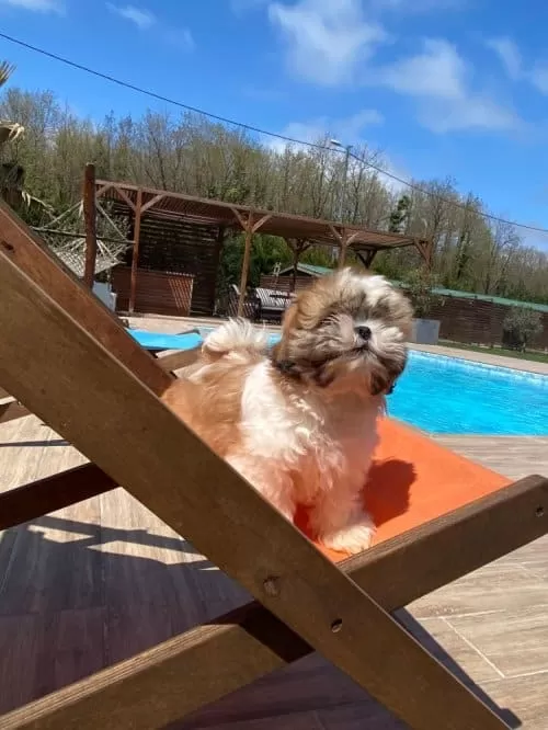 Shihpoo Irkı Köpeğime Acil Yuva Arıyorum