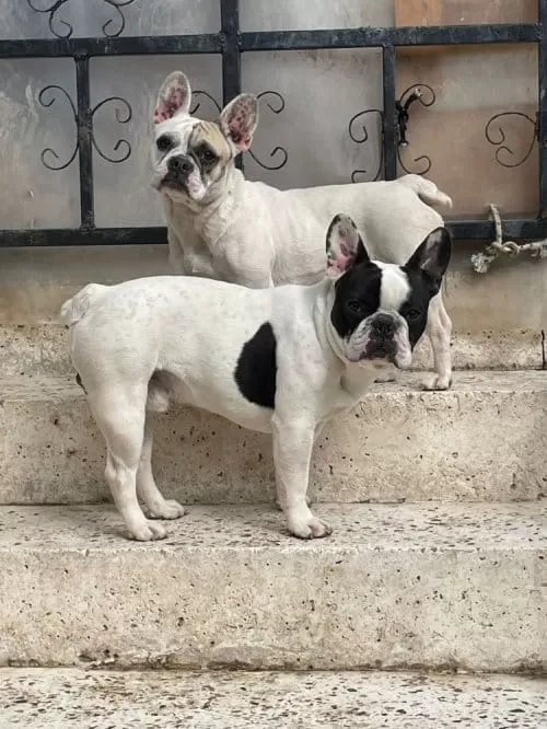 Oyuncu Ev Dostu Enerjik Frenchbulldog
