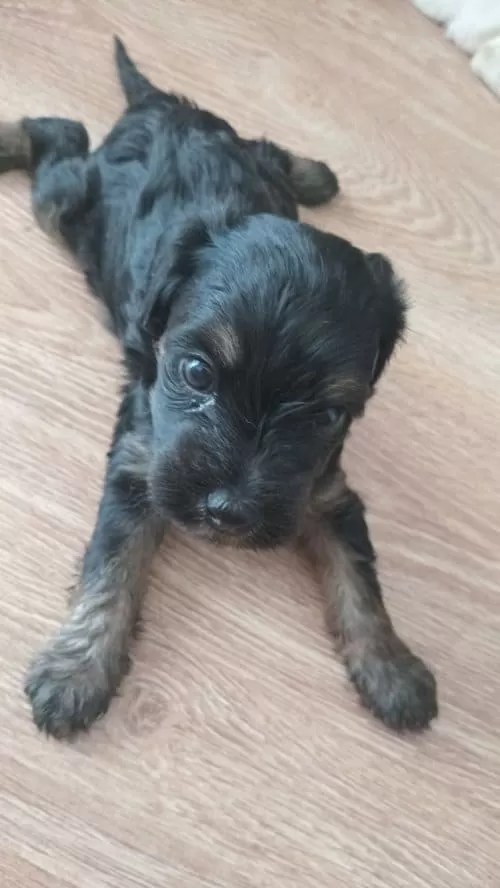 Acil Yuva 2 Yaş Erkek Jack Russell