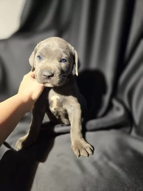 3 aylık Cane Corso Ücretsiz Sahiplendirme