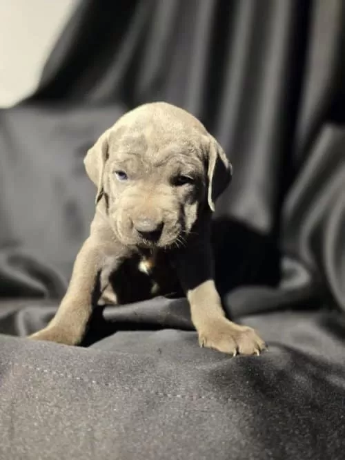 3 aylık Cane Corso Ücretsiz Sahiplendirme