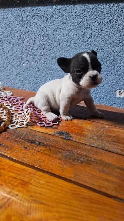 Oyuncu Ev Dostu Enerjik Frenchbulldog