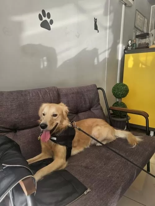 Golden Yavrular Her Ile Gönderim Mevcut