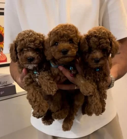 Cins Dişi Toy Poodle  Görüşülür