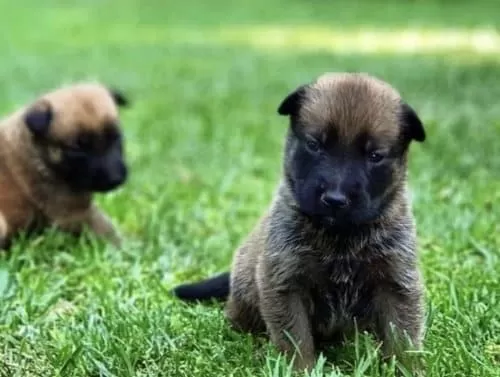 Safkan Belçika Malinois Yavruları...