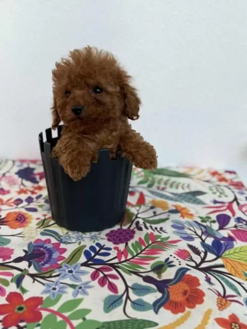 Alerji Dostu Koku Yapmayan Toy Poodle Yavrular