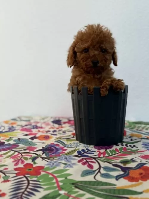 Alerji Dostu Koku Yapmayan Toy Poodle Yavrular