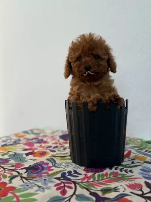 Alerji Dostu Koku Yapmayan Toy Poodle Yavrular