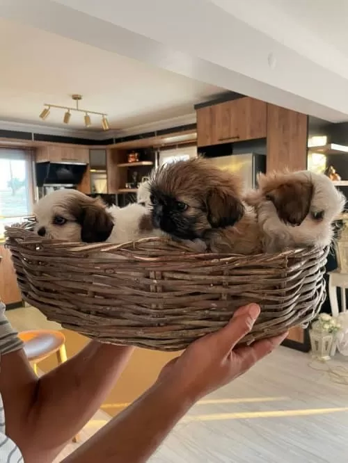 Full Beyaz  Shi Tzu Yavru  Nadir Renk