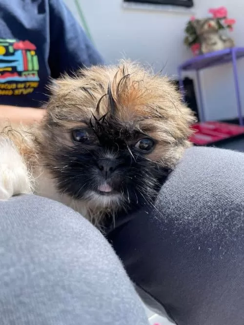 Full Beyaz  Shi Tzu Yavru  Nadir Renk