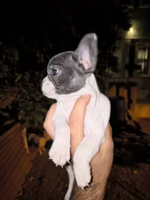 French Bulldog 2 Aylık 2 Kilo Sadece Sütle Besleniyor