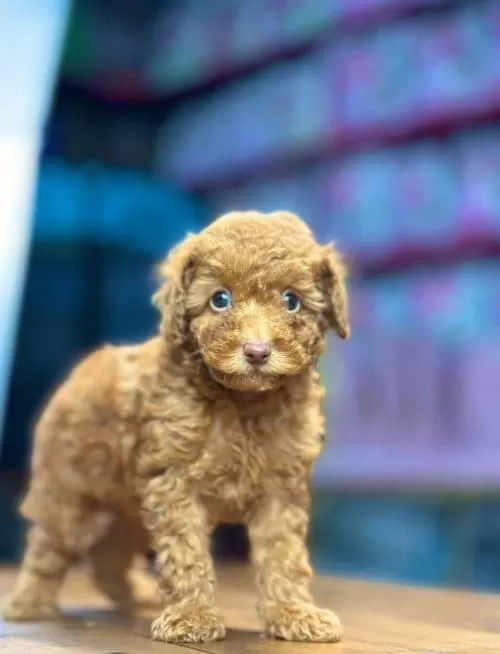 Orjinal Toy Poodle Yavrular Sağlık Garantili