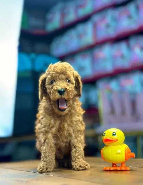 Orjinal Toy Poodle Yavrular Sağlık Garantili