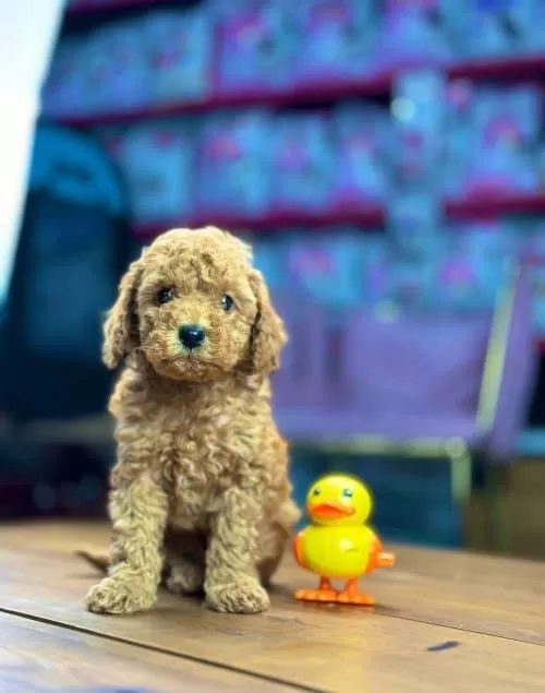 Orjinal Toy Poodle Yavrular Sağlık Garantili