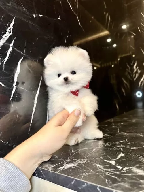 Orjinal Poomeranian Boo Çocuklar