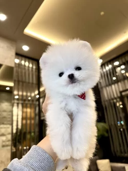 Orjinal Poomeranian Boo Çocuklar