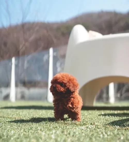 Sevimli Minnak Korean Export Toy Poodle Bebişler