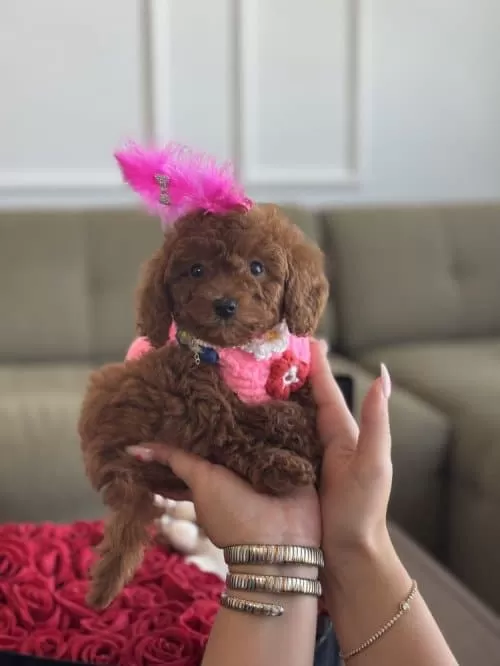 Toy Poodle Yeni Yuvasını Arıyor !