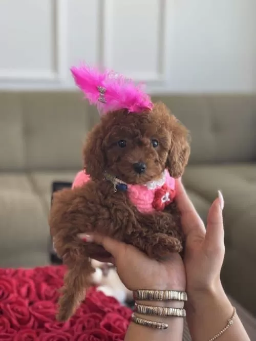 Toy Poodle Yeni Yuvasını Arıyor !