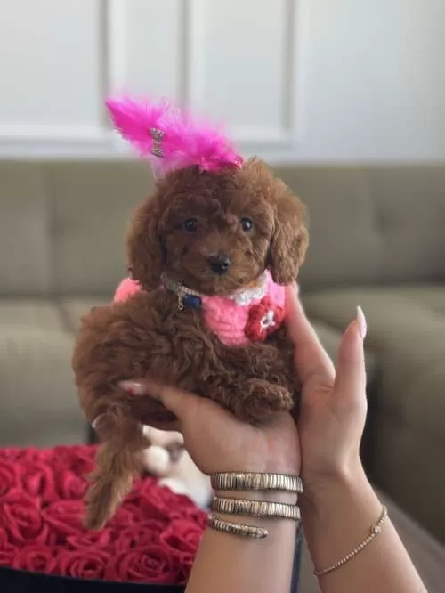Toy Poodle Yeni Yuvasını Arıyor !