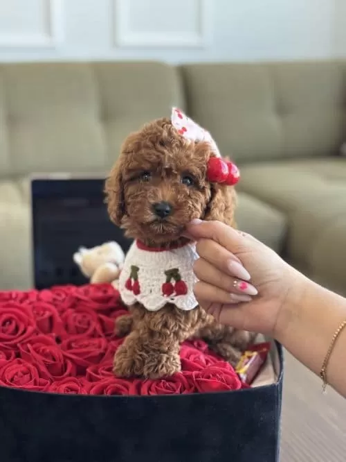 Toy Poodle 7 Aylık Erkek Sahibinden