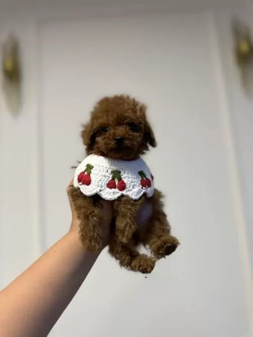 Toy Poodle Dişi Ve Erkek 4 Kg Mı Geçmez