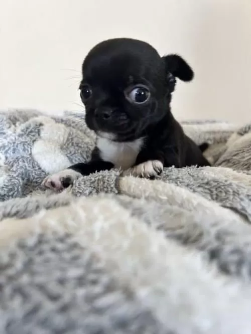 Çikolata Chihuahua Dişi