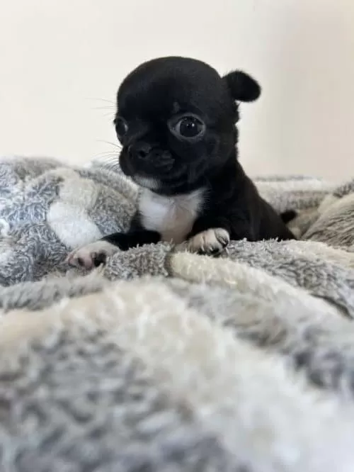 Çikolata Chihuahua Dişi