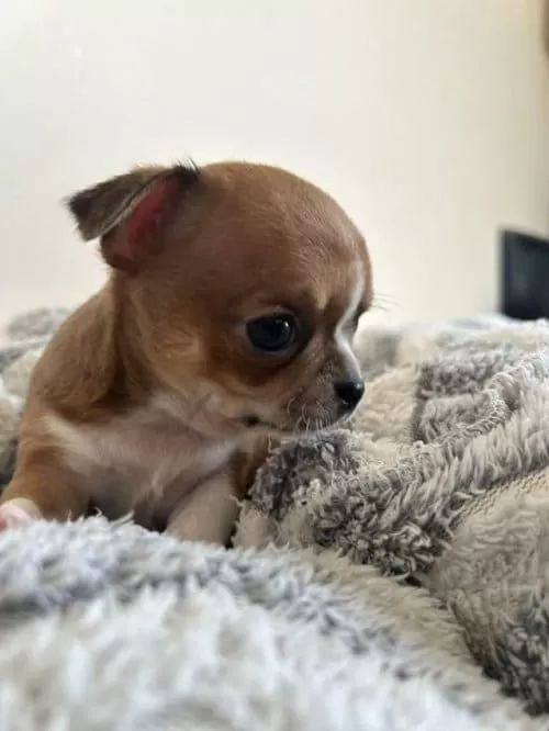 Çikolata Chihuahua Dişi