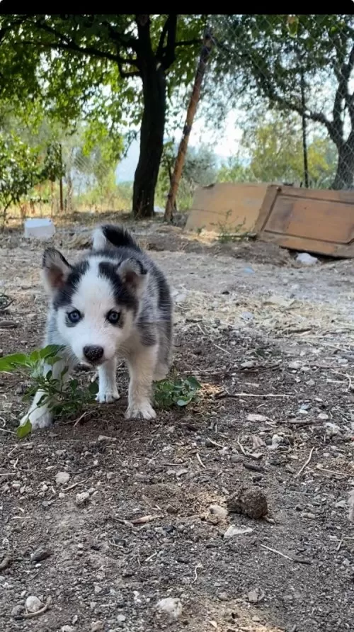 Üst Kalite Safkan Husky Yavrularımız