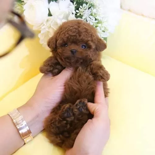 Alerjisi Olanlar Icin En Iyi Irk Toy Poodle Bebeklerimiz