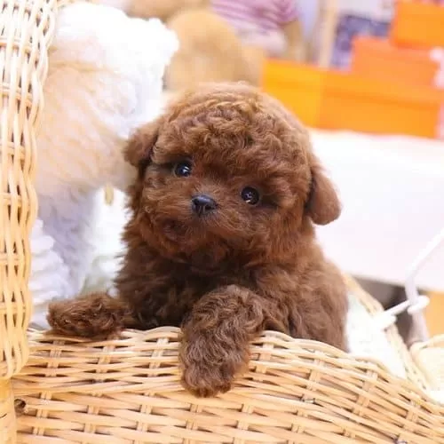 Alerjisi Olanlar Icin En Iyi Irk Toy Poodle Bebeklerimiz