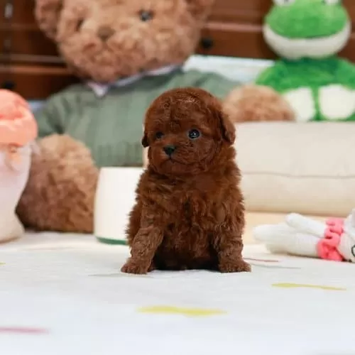 Sevimli Büyümeyecek Toy Boy Poodle