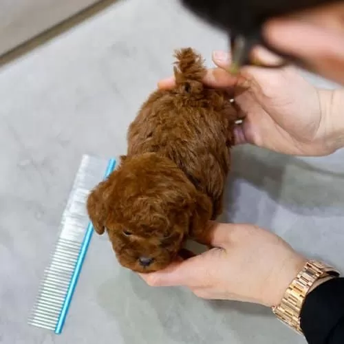 Sevimli Büyümeyecek Toy Boy Poodle