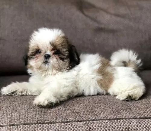 6 Aylık Erkek Sevimli Shih Tzu, Çipli