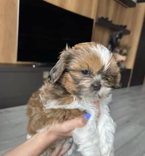 6 Aylık Erkek Sevimli Shih Tzu, Çipli