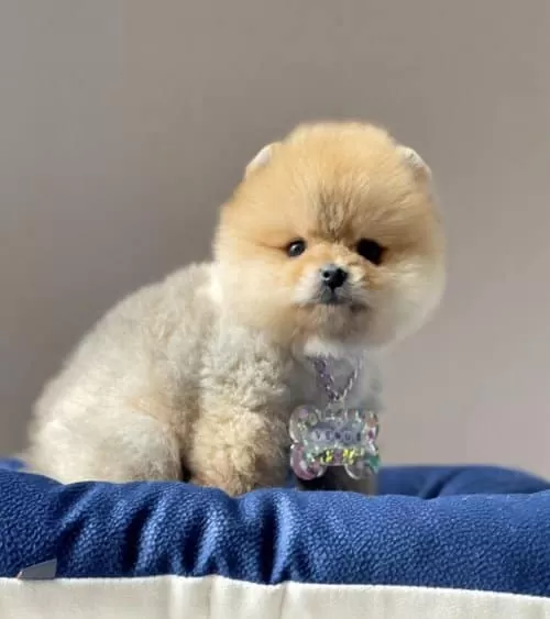 Pomerinian Bo Safkan Ayı Surat Yavrular