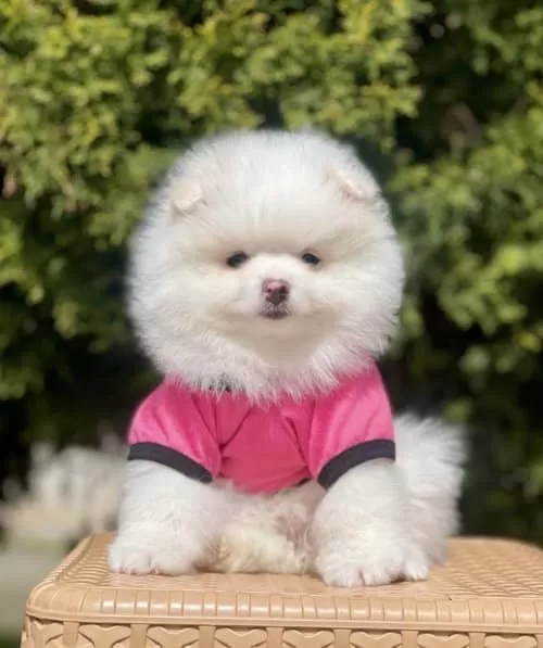 Pomeraninan Boo Sahiplendirme